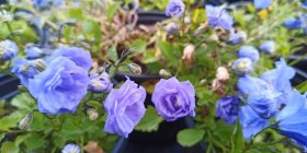 Campanula cochleariifolia 'Blaue Taube' Колокольчик ложечницелистный